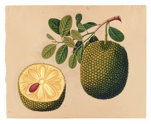 Owoce i liście Durian, ok. 1815 (nieprzezroczyste wc na papierze)