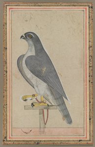 Sokół, ok. 1770 (nieprzezroczysta akwarela na papierze) autorstwa Indian School