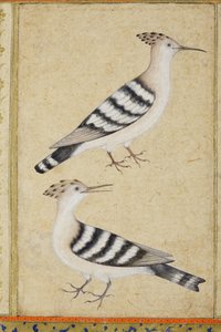 Dudki, ok. 1590 (nieprzezroczyste wc i złoto na papierze) autorstwa Indian School
