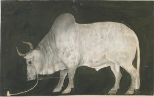 byk indyjski autorstwa Indian School