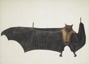 Indian Flying Fox, znany również jako Wielki Indyjski Nietoperz Owocowy; Pteropus Giganteus, ok. 1930 r. 1800 (ręcznie kolorowe grawerowanie) autorstwa Indian School
