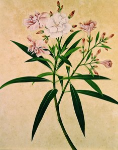 Oleander, ok. 1840 (gwasz) autorstwa Indian School