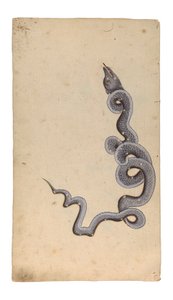 Konstelacja Smoka: al-Tinnin, 1740 (nieprzezroczysta toaleta, atrament i złoto na papierze) autorstwa Indian School