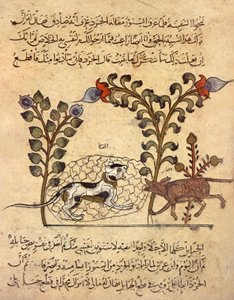 Kot i szczur, arabska miniatura z "Kalila va dimna" autorstwa Indian School