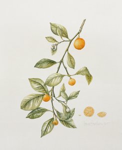 Ozdobna Pomarańcza, 1995 (wc) autorstwa Iona Hordern