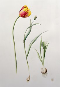 Papuga Tulipan, 1995 (wc) autorstwa Iona Hordern