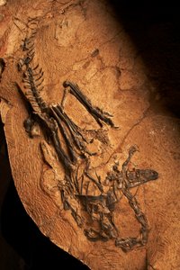Ceratozaur bezzębny w Instytucie Paleontologii Kręgowców i Paleoantropologii w Xiaotangshan w północnym Pekinie w Chinach. autorstwa Ira Block