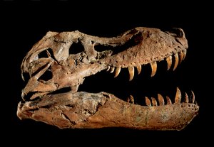 Skamieniała czaszka Tyrannosaurus Rex "Sue....