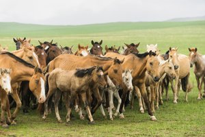 Lokalna rodzina zbierająca konie w rezerwacie przyrody Gun-Galuut autorstwa Ira Block