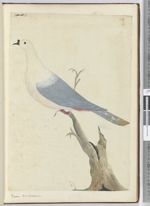 F.11 Gołąb. Nowa Kaledonia, 1772-75 (wc) autorstwa Isaac Smith