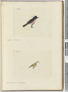 F.13 Fantail. Nowa Zelandia F.14 Mały fantail. Nowa Zelandia, 1772-75 (wc) autorstwa Isaac Smith