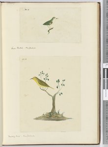 F.15 Mały fantail. Nowa Zelandia F.16 Przedrzeźniający ptak. Nowa Zelandia, 1772-75 (wc)