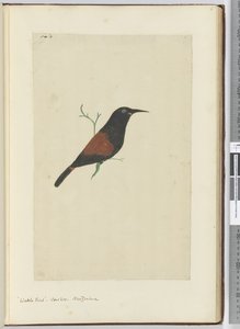 F.18 Ptak akacji. Kukułka. Nowa Zelandia, 1772-75 (wc)