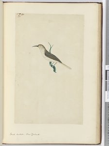F.23 Mała kukułka. Nowa Zelandia, 1772-75 (wc)