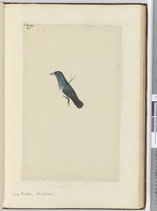 F.25 Duży wachlarz. Nowa Zelandia, 1772-75 (wc) autorstwa Isaac Smith