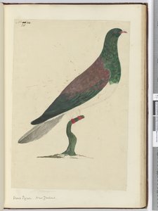 F.26 Gołąb leśny. Nowa Zelandia, 1772-75 (wc)