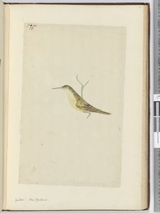 F.28 Kukułka. Nowa Zelandia, 1772-75 (wc) autorstwa Isaac Smith