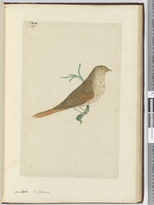 F.29 Dziób brutto. Nowa Zelandia, 1772-75 (wc) autorstwa Isaac Smith