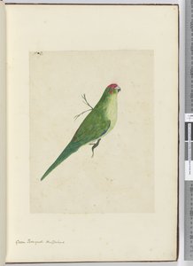 F.2 Zielona papuga. Nowa Zelandia, 1772-75 (wc) autorstwa Isaac Smith