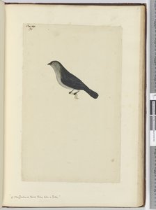 F.30 Nowozelandzki ptak oswojony jak rudzik, 1772-75 (wc) autorstwa Isaac Smith