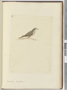 F.31 Skowronek piaskowy. Nowa Zelandia, 1772-75 (wc) autorstwa Isaac Smith