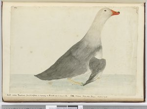 F.35 Kaczka nazwana Racehorse ze względu na swoją szybkość w bieganiu po wodzie, ale nie może latać. Staten Island Ziemia Ognista. Ważył 29 funtów, 1772-75 (wc) autorstwa Isaac Smith