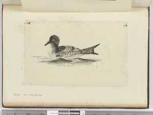 F.37b Pintado. Widziany w wysokim południowym łac., 1772-75 (wc) autorstwa Isaac Smith