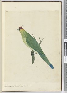 F.3 Zielona papuga. Wyspa Norfolk i przyjazne wyspy, 1772-75 (wc)
