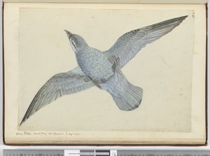 F.41 Burzyk niebieski. Zatoka Dusky Nowa Zelandia. w wysokim pd. łac., 1772-75 (wc)
