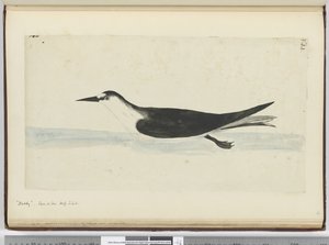F.44 Noddy. Widziany na morzu, wys. łac., 1772-75 (wc) autorstwa Isaac Smith