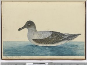 F.49 Mały albatros widziany w łac. 65 S., 1772-75 (wc) autorstwa Isaac Smith