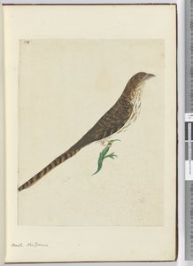 F.4 Jastrząb. Nowa Zelandia, 1772-75 (wc) autorstwa Isaac Smith