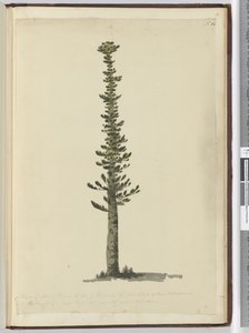 F.54 Rodzaj świerkowej sosny na Isle of Pines na południowym krańcu Nowej Kaledonii i wysoki jak na bardzo duże maszty. Widziany wrzesień 1774..., 1772-75 (wc) autorstwa Isaac Smith