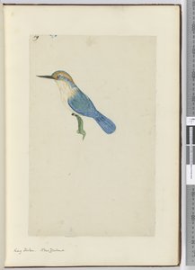F.9 Król rybak. Nowa Zelandia, 1772-75 (wc) autorstwa Isaac Smith