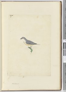 f.17 Niezidentyfikowany ptak z Nowej Zelandii, 1772-75 (wc) autorstwa Isaac Smith