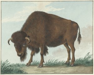 Bizon autorstwa Isaac van Haastert