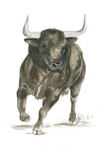 Siła szarżującego byka