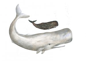 Łagodne olbrzymy oceanu