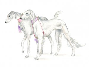 Psy saluki w delikatnych obrożach