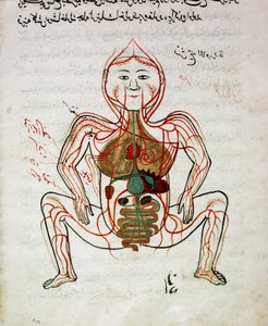 Medycyna arabska: „”krążenie krwi i układ pokarmowy””Miniatura rękopisu anatomii „”Tashrih bi al-Taswir””(Anatomia ciała) autorstwa Mansura (Mansur) ibn Ilyasa (ok. 1390) Stambuł XVII w., biblioteka uniwersytecka