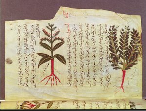 Ms. Arabe 4947 fol.84, Rośliny z traktatu Dioscoride, XIII w. autorstwa Islamic School