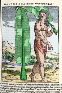 Urodzony w Indiach Zachodnich stojący przy liściu tytoniu. Grawer z książki „Nawigacjai i Viaggi”” tom. III Giovanniego Battisty Ramusio (1485-1557), Wenecja 1565. autorstwa Italian School