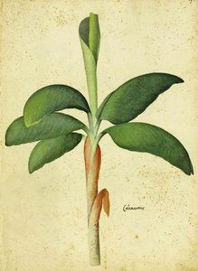 Acorus tatarak – Ulisse Aldrovandi autorstwa Italian School