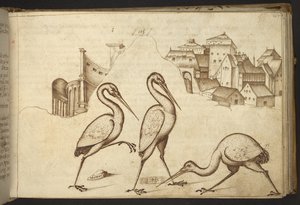 Dodać. 82955, f.107   Ibisy („ibisy”).  , z Historii Animalium, (składający się z 245 rysunków wykonanych piórem i atramentem różnych gatunków zwierząt i mitycznych stworzeń, każdy opatrzony opisem.)    1595 autorstwa Italian School