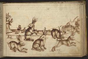Add. 82955, f.165 Rabbits (
