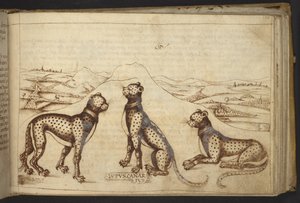 Dodać. 82955, f.170 Pantera ("wilk kanarek"), z Historia Animalium autorstwa Italian School