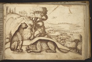 Dodać. 82955, f.176 Lamparty („pardalis sive panthera”).  , z Historii Animalium, (składający się z 245 rysunków wykonanych piórem i atramentem różnych gatunków zwierząt i mitycznych stworzeń, każdy opatrzony opisem.)    1595 autorstwa Italian School