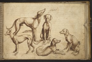 Dodać. 82955, f.206 Psy różnych ras („canis”).  , z Historii Animalium, (składający się z 245 rysunków wykonanych piórem i atramentem różnych gatunków zwierząt i mitycznych stworzeń, każdy opatrzony opisem.)    1595 autorstwa Italian School