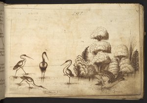 Dodać. 82955, f.26 Ptaki brodzące („carulus”) i łyski („fulica”), z Historia Animalium autorstwa Italian School