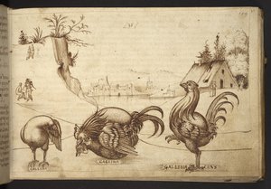 Dodać. 82955, f.37   Kurczaki („gallina”, „gallinaceus”).  , z Historii Animalium, (składający się z 245 rysunków wykonanych piórem i atramentem różnych gatunków zwierząt i mitycznych stworzeń, każdy opatrzony opisem.)    1595 autorstwa Italian School